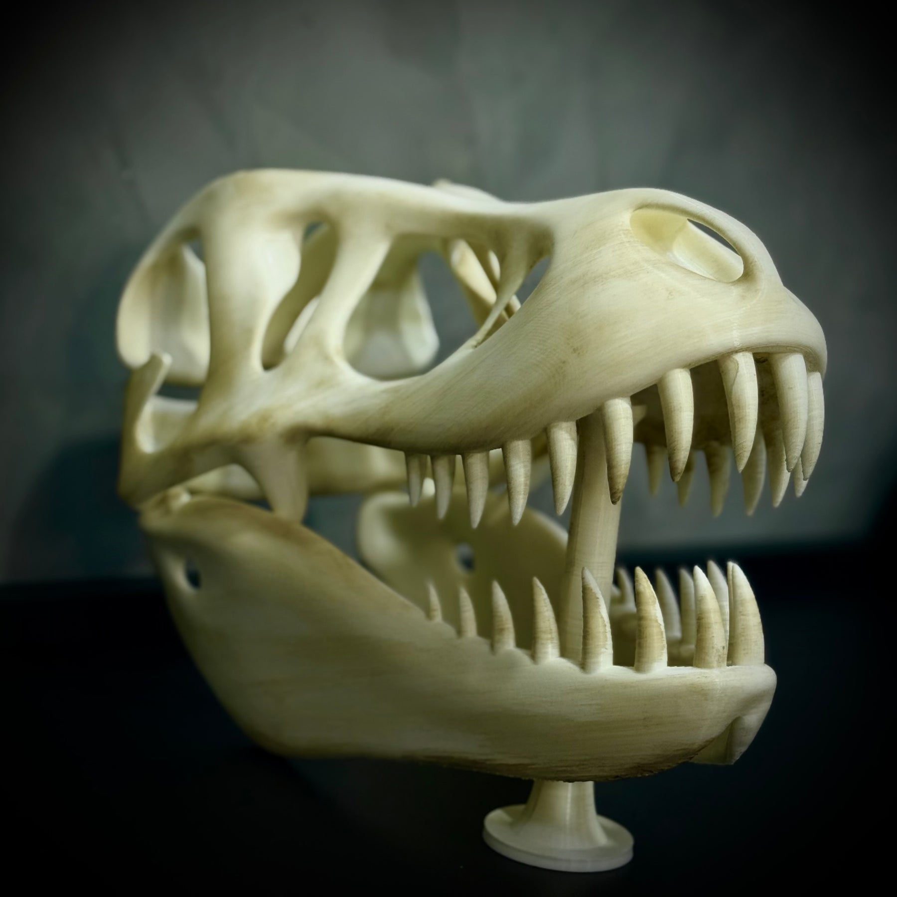  The Titan Skull (Cranio de Dinossauro)  Decoração Premium Grande pintado a mão, Pronta entrega
